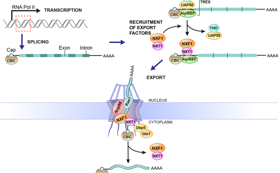 Review figure 3