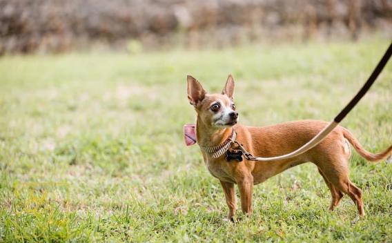 Tan Chihuahua with a beige color and pink bow, at the end of a leash, on a grass lawn.