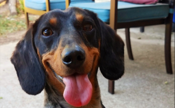 Black and tan Daschaund with it's tongue hanging out, sitting on a patio.