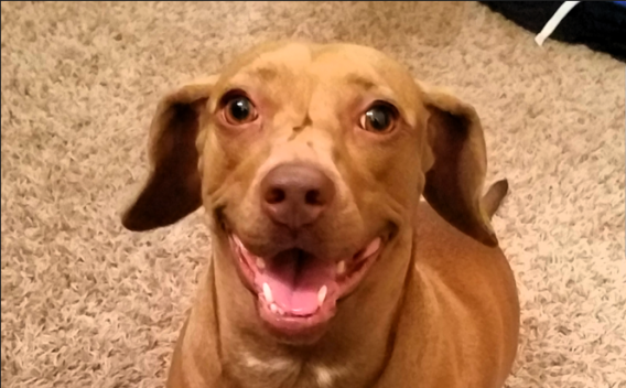 Pretty brown dog looking up, sitting on beige carpet.