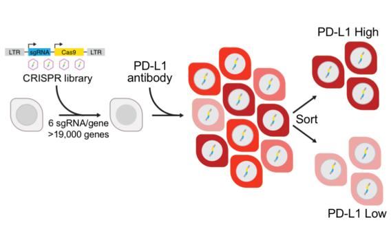 Functional genetic approaches