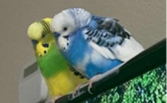 Two parakeets, green and yellow, left, blue and white, right.