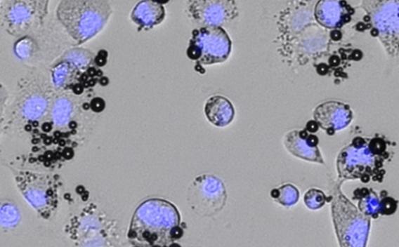 Microscope image of cell fluorescence