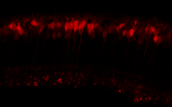 Vertical retinal section showing tdTomato expression in bipolar cells.