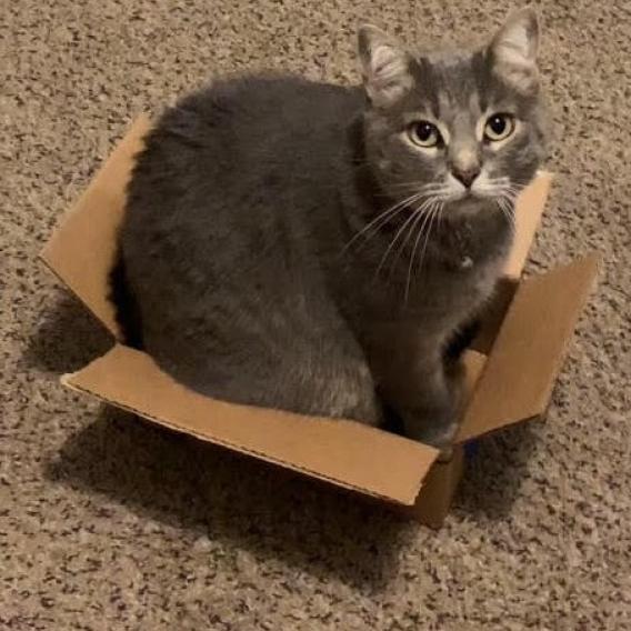 Grey Cat Mabel