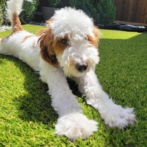 Goldendoodle Dash
