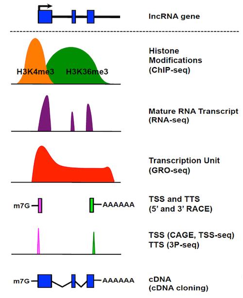 Non-coding RNAs | Kraus Lab | UT Southwestern, Dallas, Texas