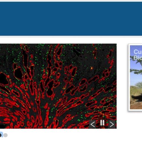 Kidney cystogenesis paper published in Current Biology