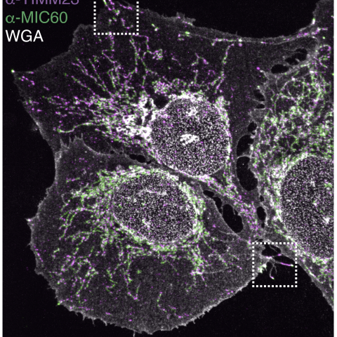 Specialized mitochondria reside within filopodia