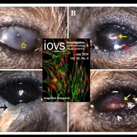 Progressive destruction of the cornea and eyelid of Soat1KO mice with age