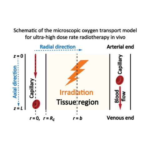 A microscopic oxygen transport model for ultra-high dose rate radiotherapy in vivo: the impact of physiological conditions on FLASH effect